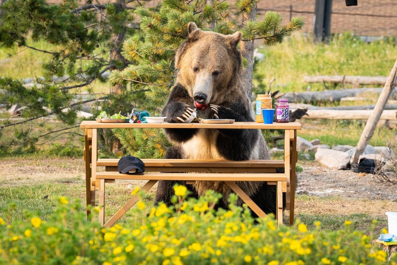 Baby Bear Cabin Villa West Yellowstone Eksteriør bilde